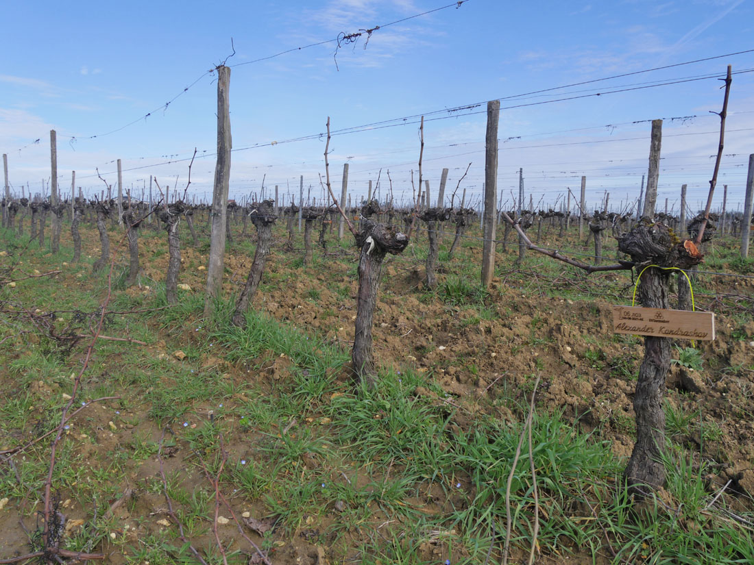 Виноградник на урожай